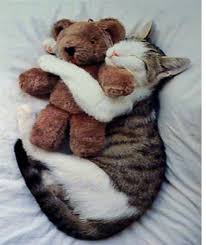 Résultat de recherche d'images pour