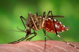Image result for image of mosquito