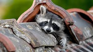waschbär