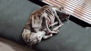 Left to starve with two bullets in the chest, the hunting dog kept ...