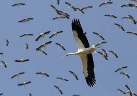 Картинки по запросу лелеки