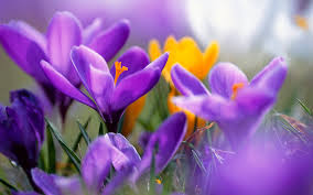 Resultado de imagen de flores bonitas