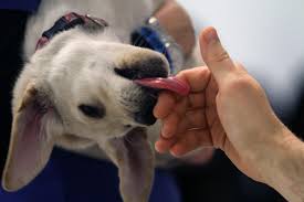 National Puppy Day: Celebrating Our Furry Friends