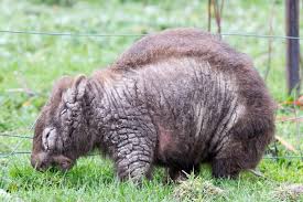 Image result for wombat