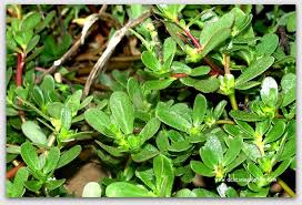 Resultado de imagem para beldroega