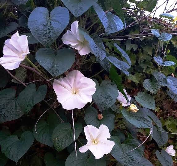 Moonflower (Ipomoea alba)