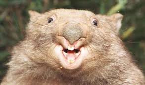 Image result for wombat