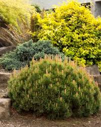 Image result for monrovia green pot