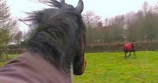 Hevonen tapasi parhaat ystävänsä uudestaan neljän vuoden jälkeen – katso nyt sen liikuttavaa reaktiota