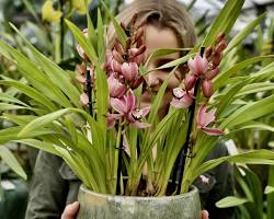 Gambar Cymbidium orchid