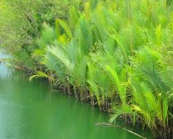 Image of Nipa Palm tree