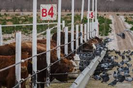 Texas lawmaker sounds alarm as screwworm nears Texas border
