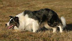 Résultat de recherche d'images pour "border collie"