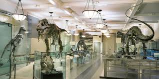 Image result for museum of natural history images