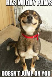 has MUDDY PAWS DOESN&#39;t jump on you - Good Dog Greg - quickmeme via Relatably.com