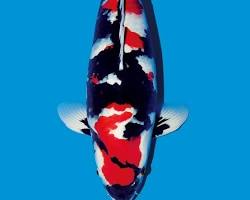 Image of Showa Sanshoku koi fish