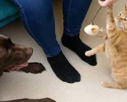 dog and a cat playing with toysの画像