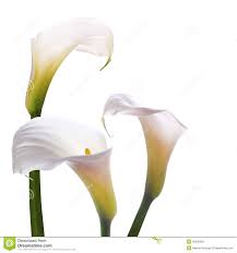 Znalezione obrazy dla zapytania kalia