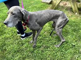Abandoned and Starving Great Dane Puppy Finds New Love and Life