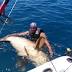 400-pound fish caught with wrench in St. Petersburg