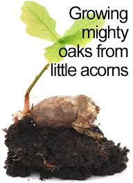 Image result for great oaks from little acorns grow