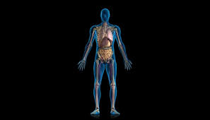 Resultado de imagen para cuerpo humano