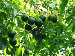 avocado plants ile ilgili görsel sonucu