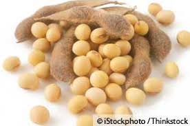 Image result for lifetime studies gmo