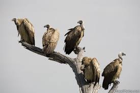 Image result for vulture in tree