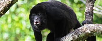 Image result for MONKEYS