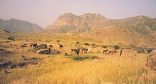 Image result for IRAN HORSES