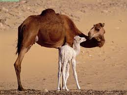 las cabras de Sahara bilaketarekin bat datozen irudiak