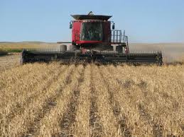 Image result for picture of beans harvesting