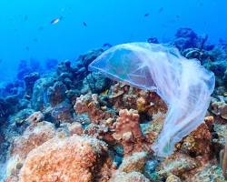 Image of coral reef bleached and damaged by pollution