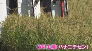 日テレNEWS NNN - News update