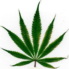 Resultado de imagen de Legalization