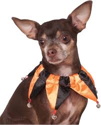 Image result for 404 error dog/url?q=https://www.amazon.com/Rubies-Jester-Collar-Medium-Orange/dp/B00JSMWVSA
