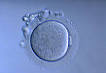 Oocyte - , the free encyclopedia