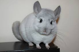 Image result for Chinchillas