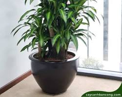 Hình ảnh về Cây Thiết Mộc Lan