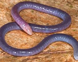 Cobra-cega