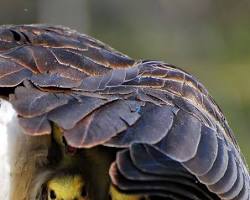 mother bird covering her chicks with her wings