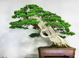 Image result for images of bonsai styles