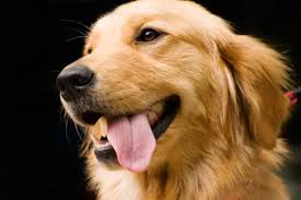 Risultati immagini per cani foto