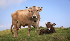 Image result for cow