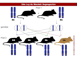 Resultado de imagen para leyes de mendel