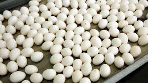 Potentially salmonella-containing eggs recalled from Netherlands - DutchReview