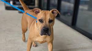 Dogs and cats up for adoption at Jacksonville-area shelters