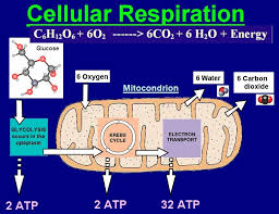 Image result for cellular respiration