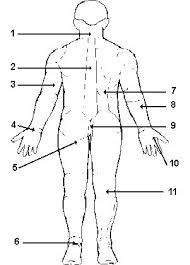 Resultado de imagen para cuerpo humano